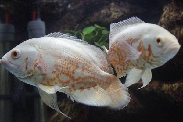 地圖魚(yú)市場(chǎng)價(jià)格多少錢(qián)一條 地圖魚(yú)養(yǎng)幾條最好