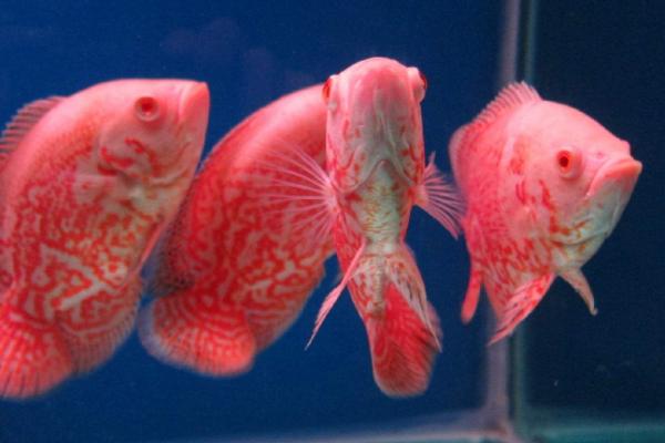 地圖魚(yú)市場(chǎng)價(jià)格多少錢(qián)一條 地圖魚(yú)養(yǎng)幾條最好