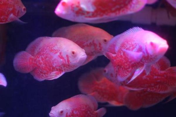 地圖魚(yú)市場(chǎng)價(jià)格多少錢(qián)一條 地圖魚(yú)養(yǎng)幾條最好