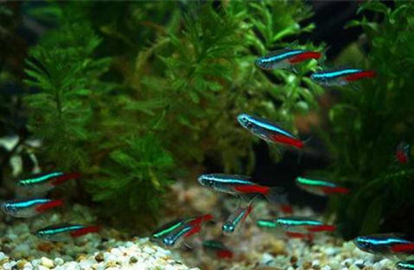 紅綠燈魚怎么養 紅綠燈魚為什么容易死