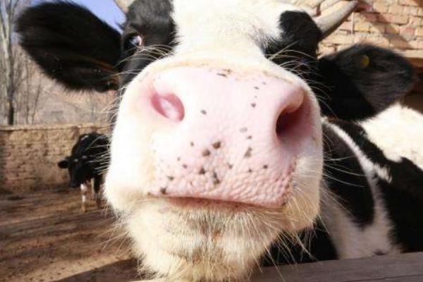 奶牛飼料配方 一頭奶牛能產多少錢