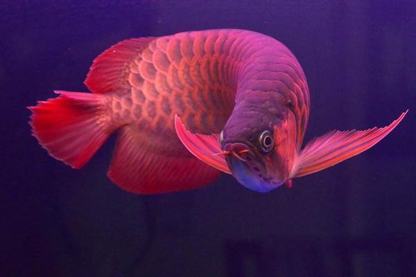 紅龍魚貴還是金龍魚貴 紅龍魚吃什么發色最好