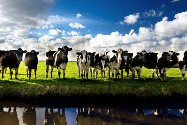 奶牛男是什么意思 奶牛男來源出處