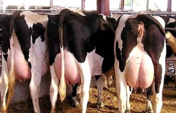 奶牛男是什么意思 奶牛男來源出處