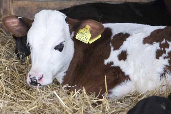 奶牛男是什么意思 奶牛男來源出處