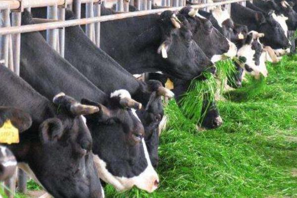 奶牛男是什么意思 奶牛男來源出處