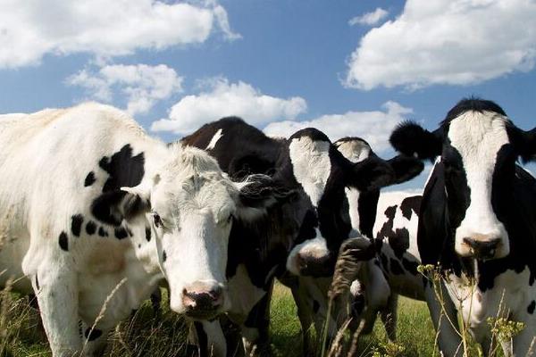 奶牛男是什么意思 奶牛男來源出處