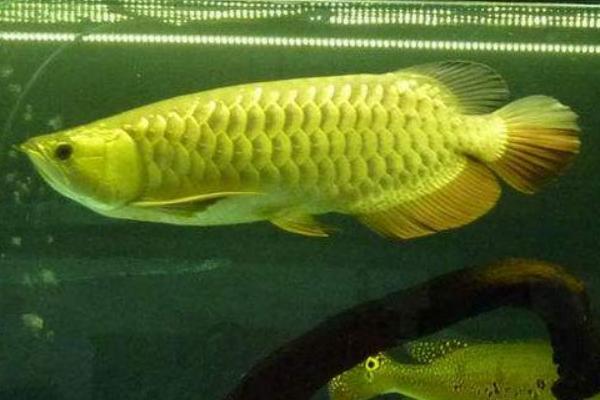 紅龍魚貴還是金龍魚貴 紅龍魚吃什么發色最好