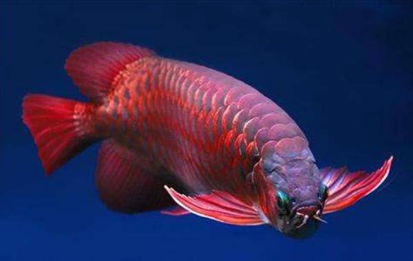 紅龍魚貴還是金龍魚貴 紅龍魚吃什么發色最好