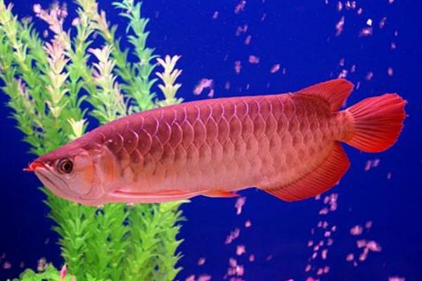 紅龍魚貴還是金龍魚貴 紅龍魚吃什么發色最好