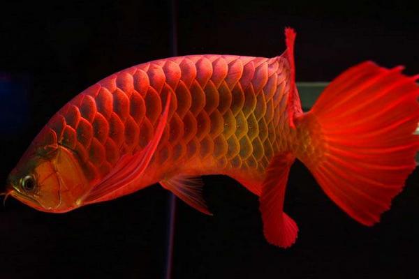 紅龍魚貴還是金龍魚貴 紅龍魚吃什么發色最好