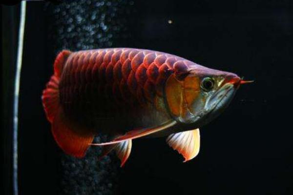 紅龍魚市場價格多少錢一條 紅龍魚的壽命是多少年