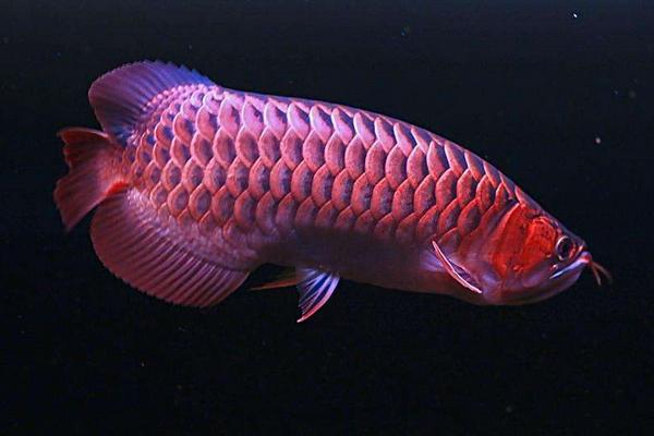 紅龍魚市場價格多少錢一條 紅龍魚的壽命是多少年