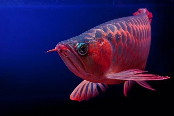 紅龍魚市場價格多少錢一條 紅龍魚的壽命是多少年