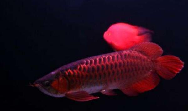 紅龍魚市場價格多少錢一條 紅龍魚的壽命是多少年