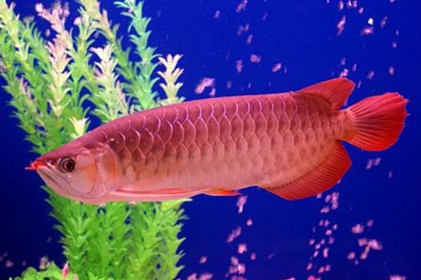 紅龍魚市場價格多少錢一條 紅龍魚的壽命是多少年