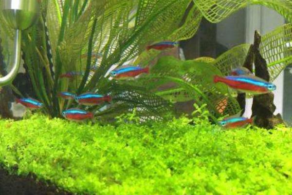 寶蓮燈魚(yú)市場(chǎng)價(jià)格多少錢(qián)一條 寶蓮燈魚(yú)配什么魚(yú)最好