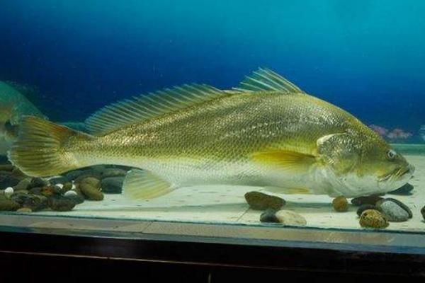 黃唇魚可以養(yǎng)殖嗎 黃唇魚會(huì)不會(huì)被鳥吃