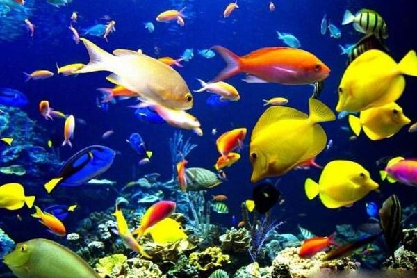 熱帶魚苗怎么養 魚苗怎么養會長的更快