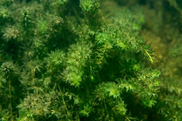 水草爛根是怎么回事 水草葉子發(fā)黃怎么辦