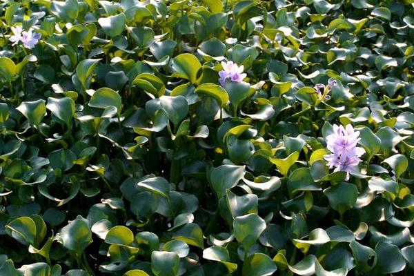 魚塘水草多怎么處理 水草怎么種植