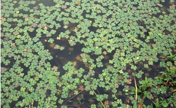 魚塘水草多怎么處理 水草怎么種植