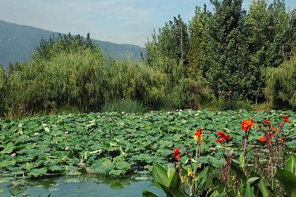 魚塘水草多怎么處理 水草怎么種植