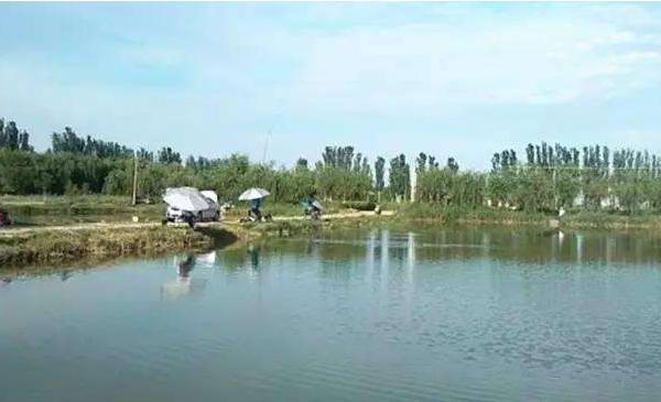 魚塘水草多怎么處理 水草怎么種植