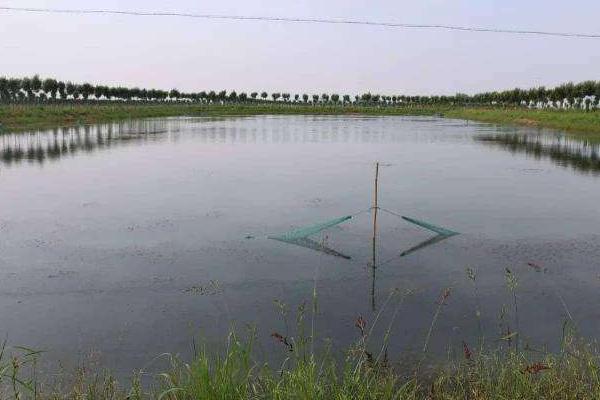 魚塘水草多怎么處理 水草怎么種植