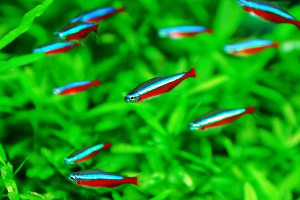 寶蓮燈魚與紅綠燈魚的區別是什么 寶蓮燈魚怎么繁殖