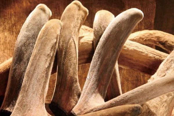 鹿茸市場價格多少錢一克 鹿茸適合什么人吃