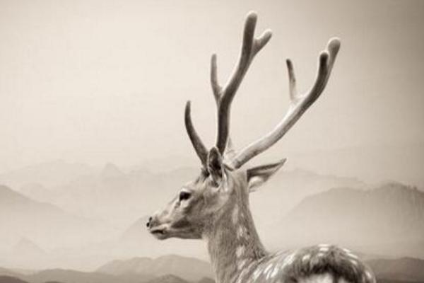 鹿角的功效與作用及禁忌 鹿角的藥用價值