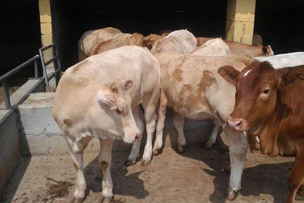 夏洛萊牛市場價格多少錢一頭 夏洛萊牛的優點與缺點