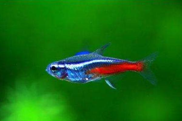 寶蓮燈魚與紅綠燈魚的區別是什么 寶蓮燈魚怎么繁殖