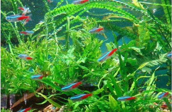 寶蓮燈魚與紅綠燈魚的區別是什么 寶蓮燈魚怎么繁殖