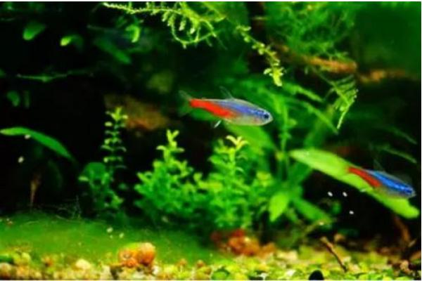 寶蓮燈魚與紅綠燈魚的區別是什么 寶蓮燈魚怎么繁殖