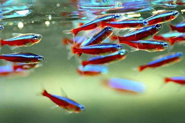 寶蓮燈魚與紅綠燈魚的區別是什么 寶蓮燈魚怎么繁殖