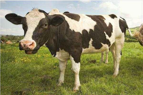 奶牛男是什么意思 奶牛男來源出處