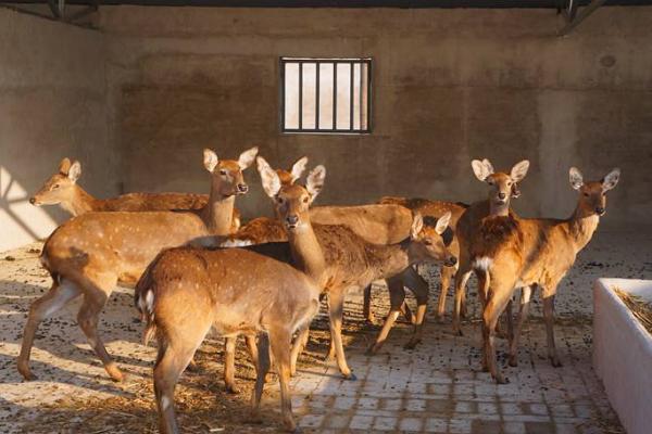 養10頭鹿要投資多少錢 養5只鹿一年能掙多少錢