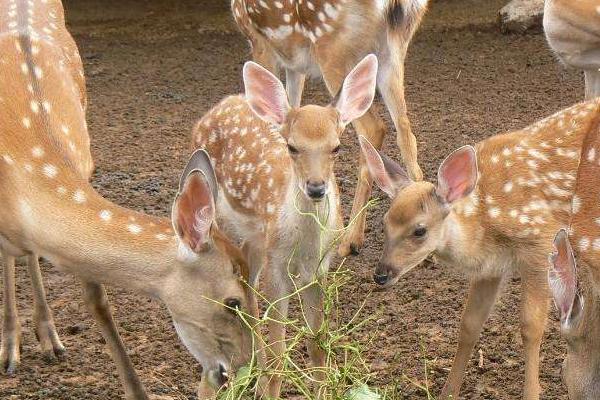 養10頭鹿要投資多少錢 養5只鹿一年能掙多少錢