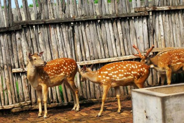 養10頭鹿要投資多少錢 養5只鹿一年能掙多少錢