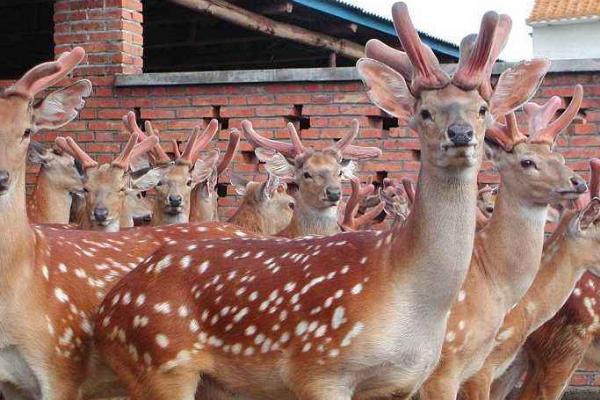 養10頭鹿要投資多少錢 養5只鹿一年能掙多少錢
