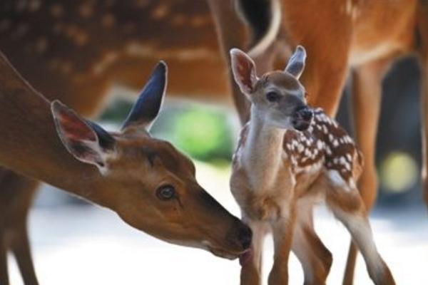 養10頭鹿要投資多少錢 養5只鹿一年能掙多少錢