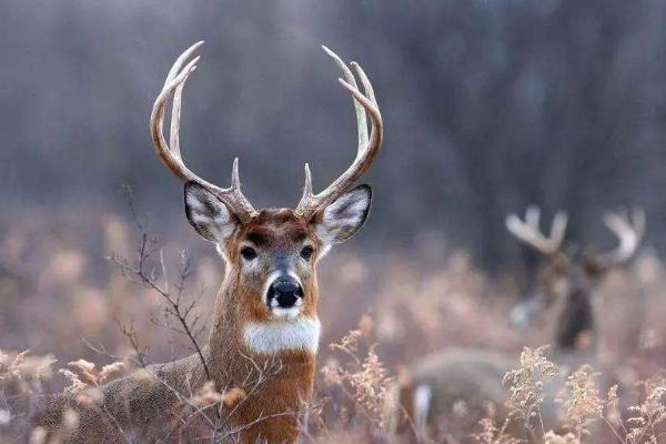 鹿角的功效與作用及禁忌 鹿角的藥用價值