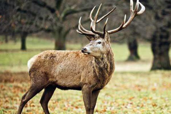 鹿角的功效與作用及禁忌 鹿角的藥用價值
