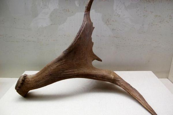 鹿角的功效與作用及禁忌 鹿角的藥用價值