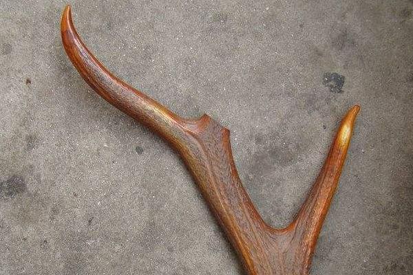 鹿角的功效與作用及禁忌 鹿角的藥用價值