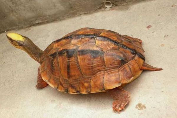 金錢龜和石金錢龜的區(qū)別是什么 金錢龜的養(yǎng)殖方法