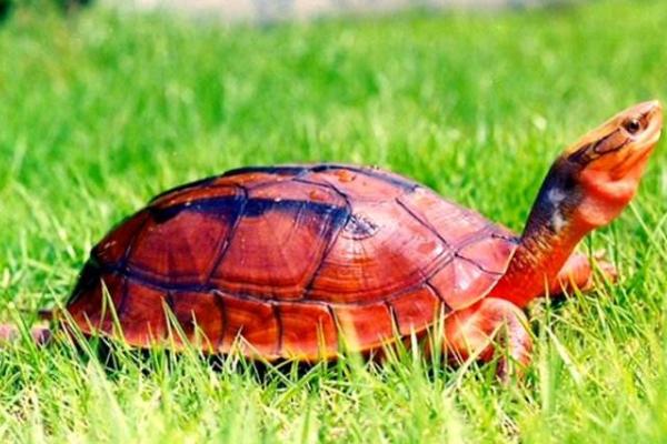 金線龜和金錢龜的區(qū)別是什么 金錢龜為什么那么貴