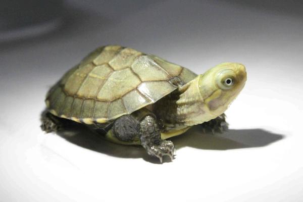 石金錢龜市場價格多少錢一斤 石金錢龜養(yǎng)殖賺錢嗎